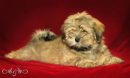 Lhasa Apso z Czańca 