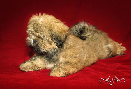 Lhasa Apso z Czańca 