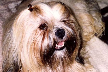 Lhasa Apso