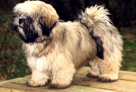 Lhasa Apso Ah'Thisha vom Chubilai Chagama ll.ll.99