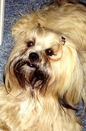 Lhasa Apso