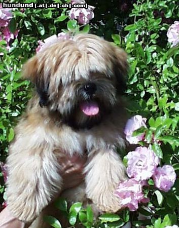 Lhasa Apso Hunde Foto 24799 in höherer Auflösung ansehen Lhasa Apso Very Versace`s AMERICAN BEAUTY Z CZANCA