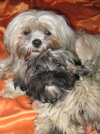 Lhasa Apso Mutter und Sohn: Sa Min und Odin