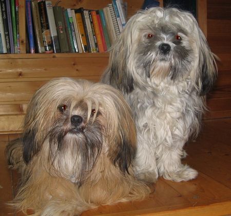 Lhasa Apso Krishna und Sa-Min