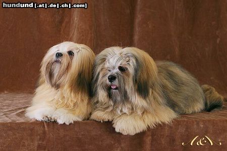 Lhasa Apso Hunde Foto 8749 Lhasa Apso Boogi & DJ