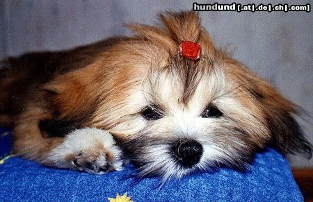 Lhasa Apso Hunde Foto 8243 Lhasa Apso UNIQUE GIRL Azurowa Amhara FCI