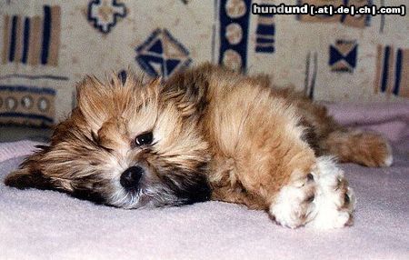 Lhasa Apso Hunde Foto 8242 Lhasa Apso UNIQUE GIRL Azurowa Amhara FCI