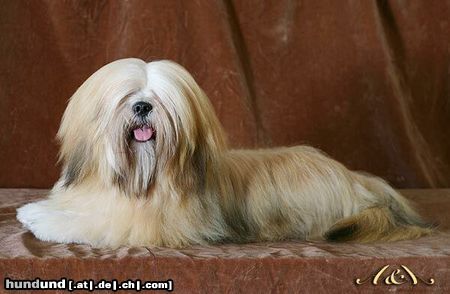 Lhasa Apso Hunde Foto 8236 Lhasa Apso UNIQUE GIRL Azurowa Amhara FCI