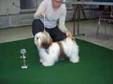Lhasa Apso Hunde Foto 30119 in höherer Auflösung ansehen Lhasa Apso BIS Puppy