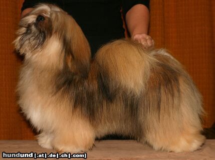 Lhasa Apso Hunde Foto 8239 Lhasa Apso Orlane`s American Made