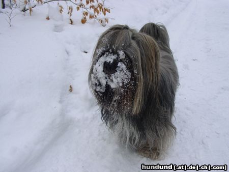Lhasa Apso Hunde Foto 2917 Lhasa Apso Indigo im Schnee
