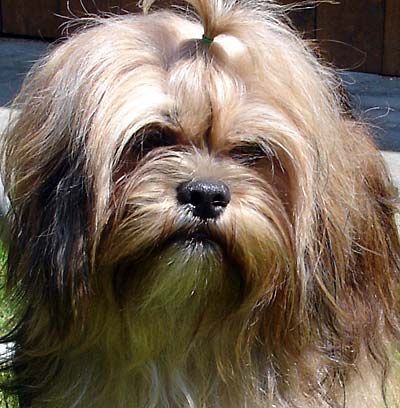 Lhasa Apso Hunde Foto 33327 in höherer Auflösung ansehen Lhasa Apso Angel of Vasco de Koempfer, 2xBIS Puppy