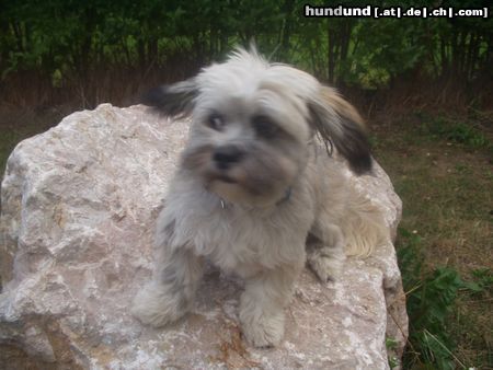 Lhasa Apso Hunde Foto 13654 Lhasa Apso LoLa 6 monate