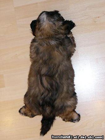 Lhasa Apso Hunde Foto 10629 Lhasa Apso Gizmo