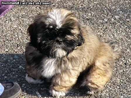 Lhasa Apso Hunde Foto 10630 Lhasa Apso Gizmo