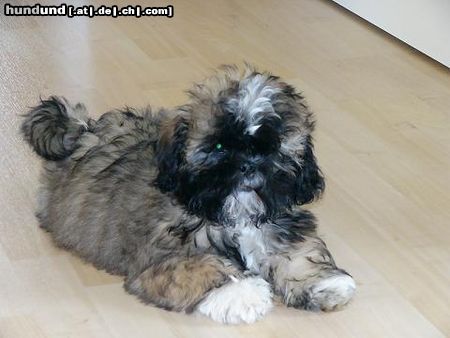 Lhasa Apso Hunde Foto 10628 Lhasa Apso Gizmo