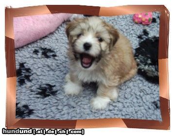 Lhasa Apso Hunde Foto 4525 Lhasa Apso Ich bin ein glücklicher Lhasawelpe !!!