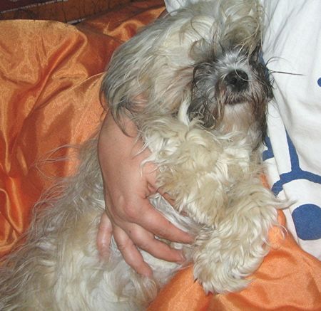 Lhasa Apso Schmusehund Sa Min