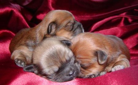 Lhasa Apso new litter 