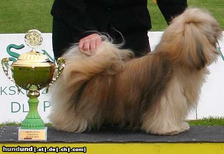 Lhasa Apso Hunde Foto 11580 Lhasa Apso Orlane`s American Made