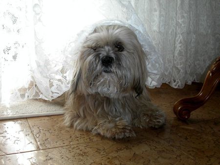 Lhasa Apso Ah'Thisha vom Chubilai Chagama geb. 11.11.99