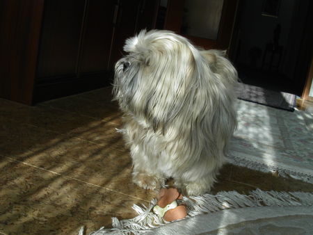 Lhasa Apso Ah\'Thisha vom Chubilai Chagama geb. 11.11.99