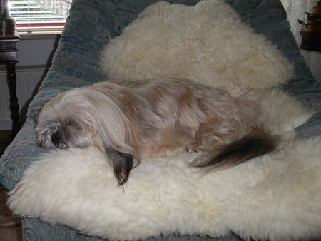 Lhasa Apso