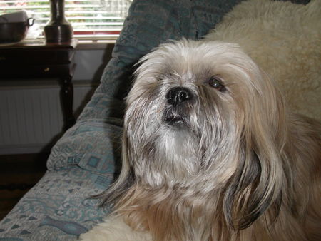 Lhasa Apso Ah'Thisha vom Chubilai Chagama