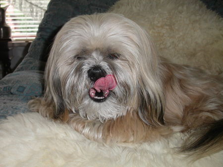 Lhasa Apso Ah'Thisha vom Chubilai Chagama 11.11.99