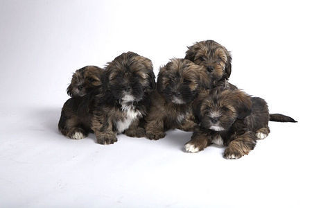 Lhasa Apso Padma Sambhava Welpen