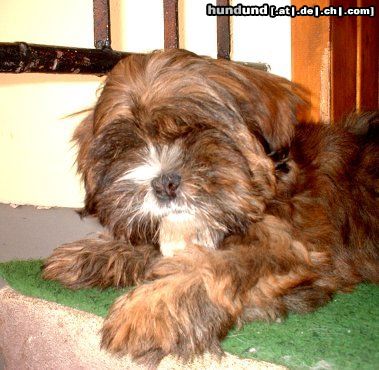 Lhasa Apso Hunde Foto 3397 Lhasa Apso Amchu Dawa Padma Sambhava, 13 Wochen