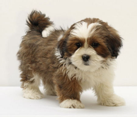 Lhasa Apso Lhasa Apso Welpe  von Kji Tch`ung Tch`ung