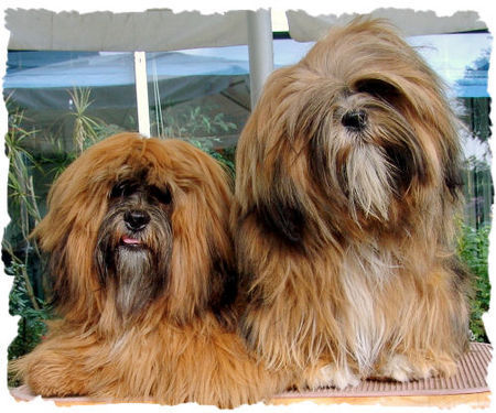 Lhasa Apso Hunde Foto 40394 in höherer Auflösung ansehen Lhasa Apso Lhasa Apsos von Kji Tch`ung Tch`ung