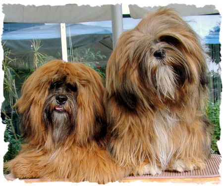 Lhasa Apso Lhasa Apsos  von Kji Tch`ung Tch`ung