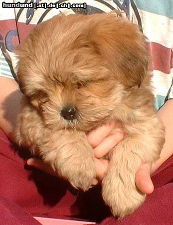 Lhasa Apso Hunde Foto 11656 Lhasa Apso Padma Sambhava Bu-Tzu-Hsi, 8 weeks
