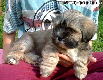 Lhasa Apso Hunde Foto 11657 Lhasa Apso Padma Sambhava Be´Kha Chen-po, 8 weeks