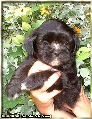 Lhasa Apso Hunde Foto 14307 Lhasa Apso Padma Sambhava Chai-tan Shy-am
