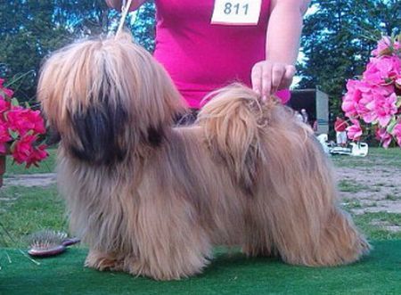 Lhasa Apso Hunde Foto 33359 in höherer Auflösung ansehen Lhasa Apso BRIDGET JONES Z CZANCA Rawipon