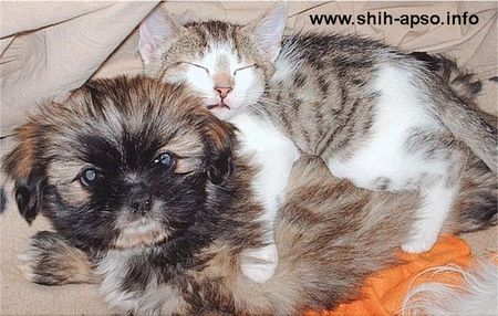 Lhasa Apso Ganesha, 8 Wochen, und Kater Luka