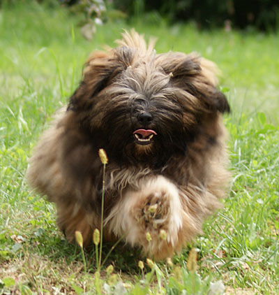 Lhasa Apso Lhasa Apso Girl Gulia, 4,5 month