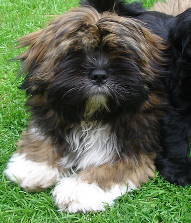 Lhasa Apso Hunde Foto 42960 in höherer Auflösung ansehen Lhasa Apso Lhasa Apso Girl Gulia, 4,5 month