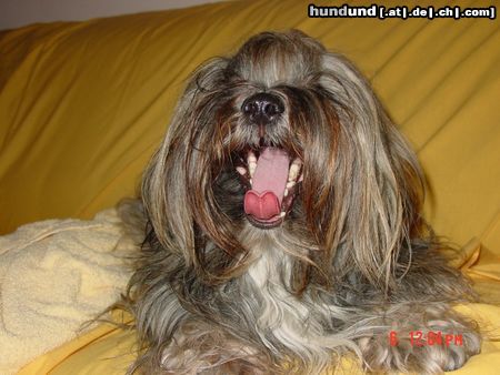 Lhasa Apso Hunde Foto 2927 Lhasa Apso Indigo ist sehr müde