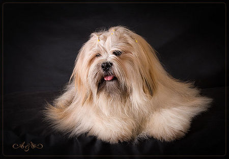 Lhasa Apso multi Jun.Ch./Winner SURPRISE BY LOVE z Czanca