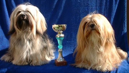 Lhasa Apso Hunde Foto 1033 Lhasa Apso Siddhi Park Inti u. X´Shiva-Shankara v. Tschibu, Bundesjugendsieger, 7 x Jugendsieger im In-u. Ausland