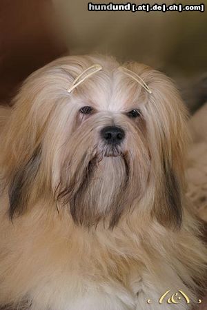 Lhasa Apso Hunde Foto 8625 Lhasa Apso UNIQUE GIRL Azurowa Anhara FCI