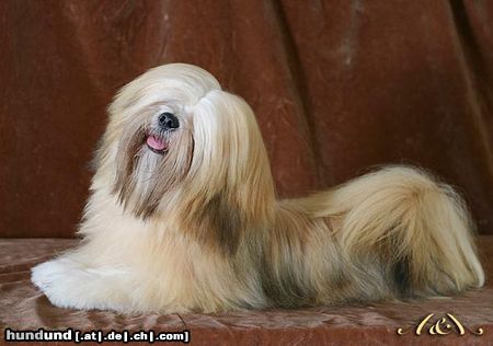 Lhasa Apso Hunde Foto 8237 Lhasa Apso UNIQUE GIRL Azurowa Amhara FCI