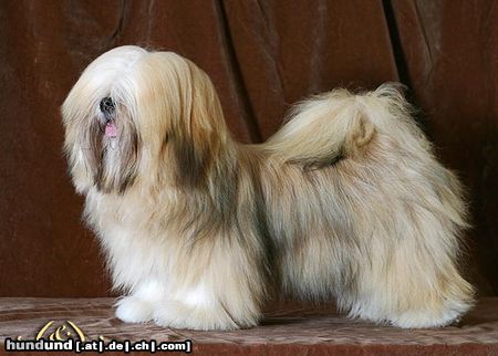 Lhasa Apso Hunde Foto 8238 Lhasa Apso UNIQUE GIRL Azurowa Amhara FCI