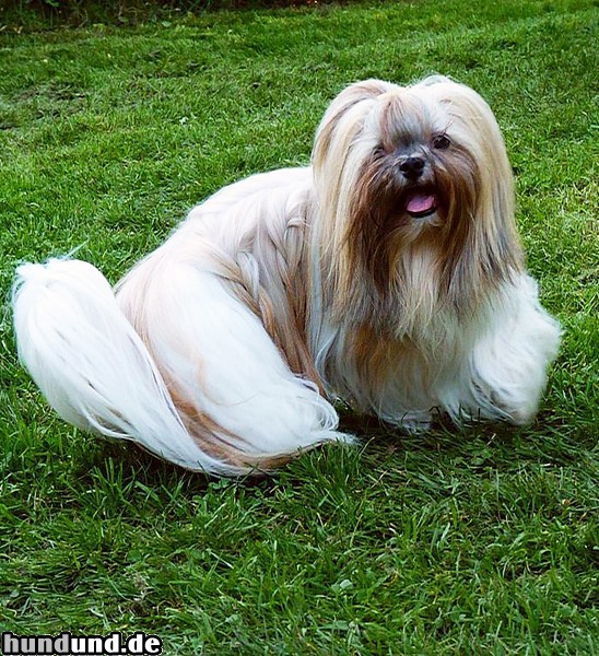 Lhasa Apso Lhasa Apso Rüde 