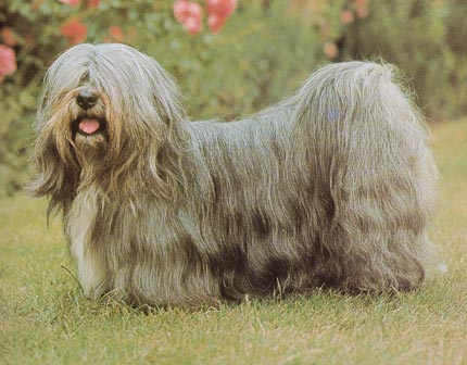 Lhasa Apso Hunde Foto 132 Lhasa Apso