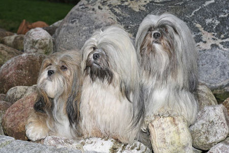 Lhasa Apso Hunde Foto 40393 in höherer Auflösung ansehen Lhasa Apso Lhasa Apsos von Kji Tch`ung Tch`ung
